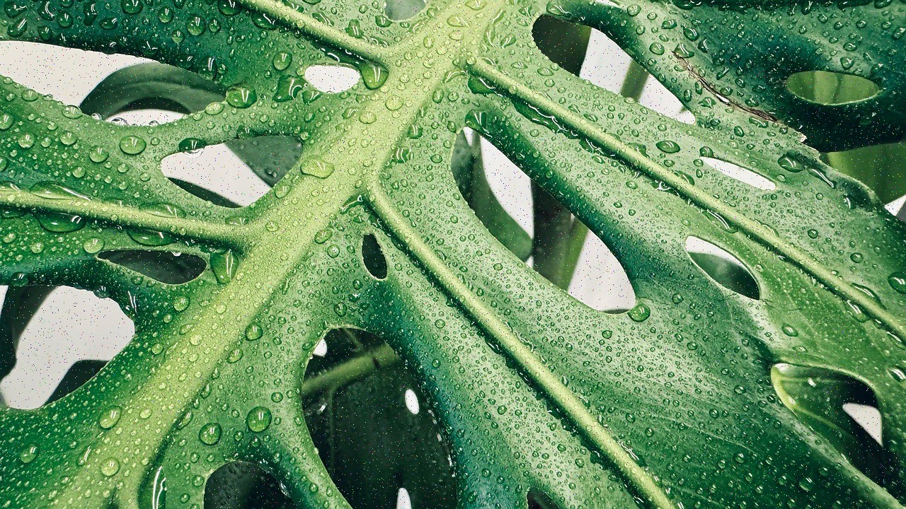 2019 Mercedes S-Class