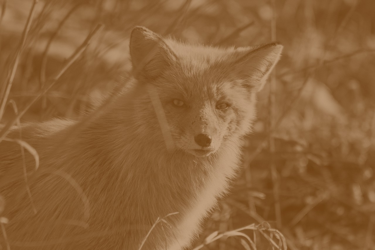 2022 Volkswagen Passat