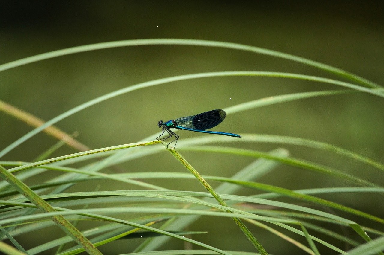 2024 Land Rover Evoque